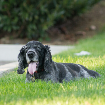 Bailey with Gentle Leader